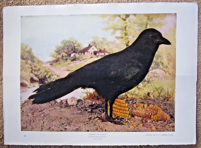 1900 Antique American Crow Black Bird Lithograph Print