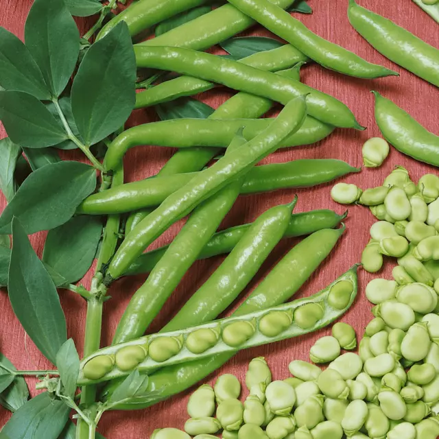 Broad Bean (Vicia Faba) Muchamiel (15 Seeds)