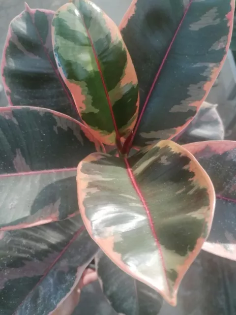 Pianta FICUS RUBY