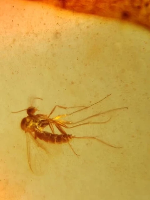 Diptera mosquito fly Burmite Myanmar Burmese Amber insect fossil dinosaur age