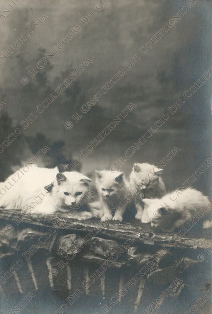 Famiglia di gatti Gattini Fotografia RESTELLI animali Cartolina