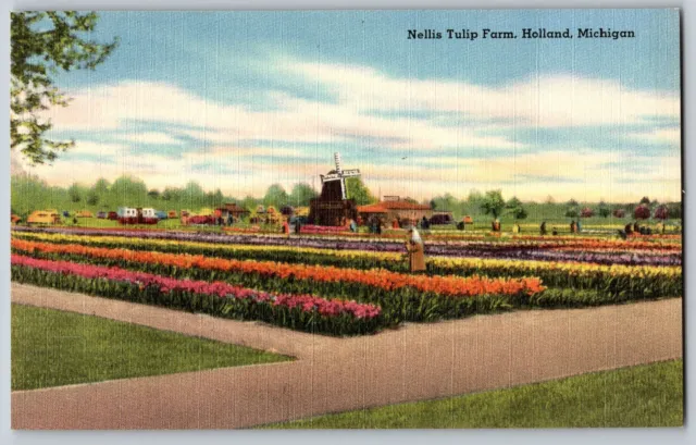 Holland, Michigan MI - Nellis Tulip Farm - Vintage Postcard - Unposted