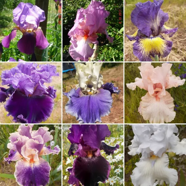 Tall Bearded Iris Collection Purple Blue Pink Yellow 20 x rhizomes