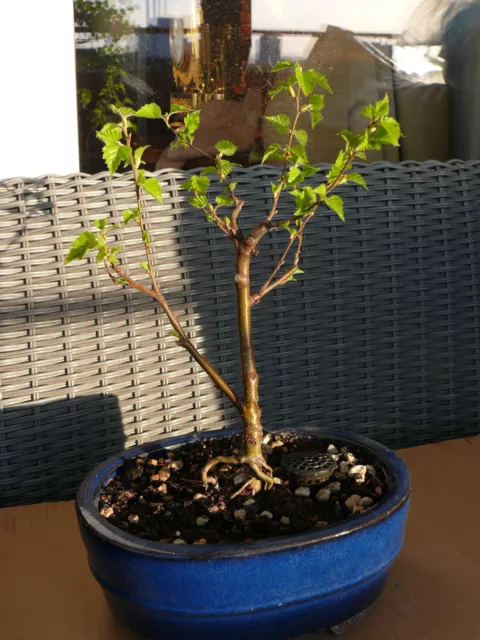 Bonsai  Sandbirke  - Betula Pendula Outdoor