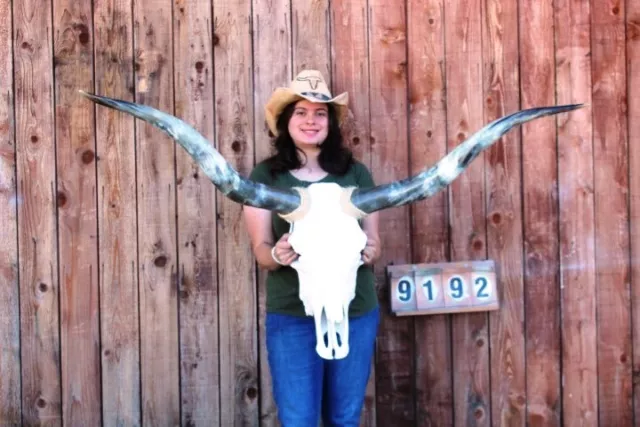 Real Steer Skull Art!! Polished Long Horns Mounted 4' 9" Cow Bull Longhorn H9192