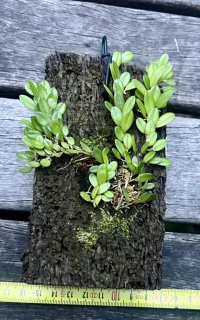 Barbosella cogniauxiana large species orchid flowering size on treefern - RARE