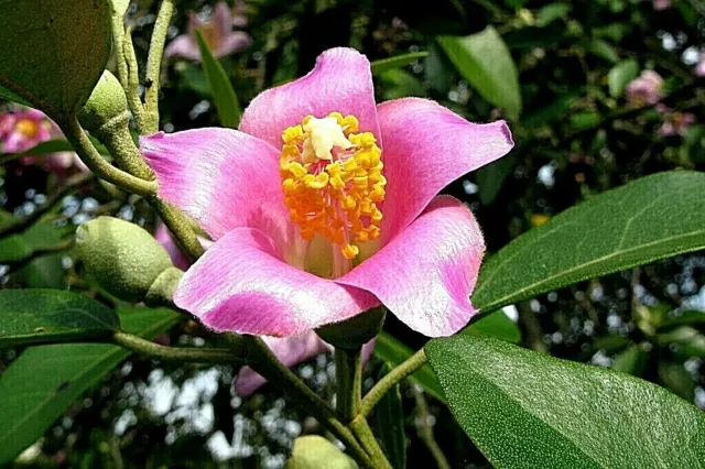 10 X Norfolk Island Hibiscus Seeds-Spectacular Feature Shrub-Hardy Garden Tree