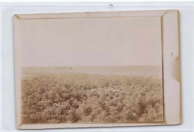 Algérie - BENI ABBÈS - Vue générale de la Palmeraie - PHOTO Format 9 cm. X 13 cm