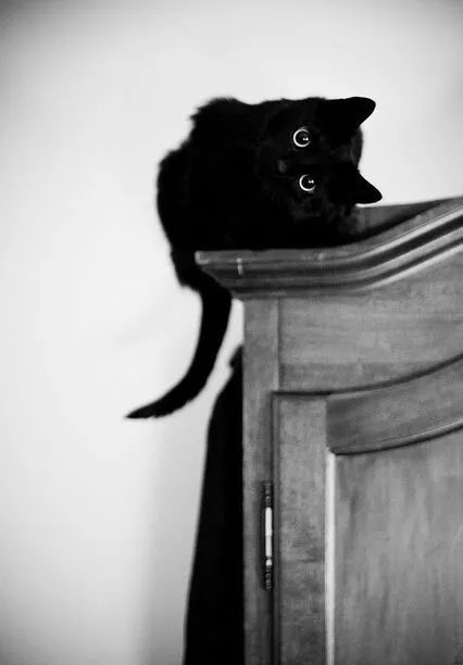 Vintage Halloween Black Cat Photo 1523 Oddleys Strange & Bizarre