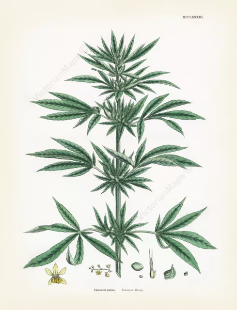 Common Hemp Cannabis sativa antique botanical print J Sowerby 1790 art poster