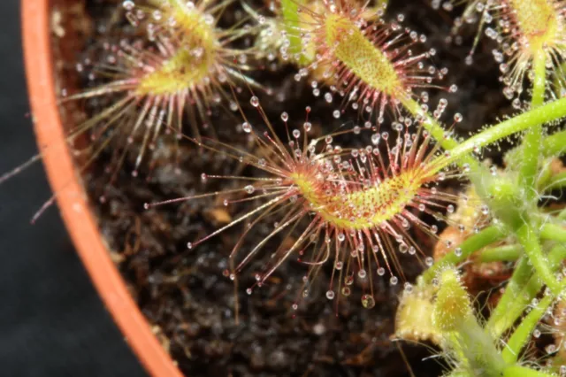 Fleischfressende Pflanze, Drosera scorpioides, Zwergsonnentau, 2-6cm