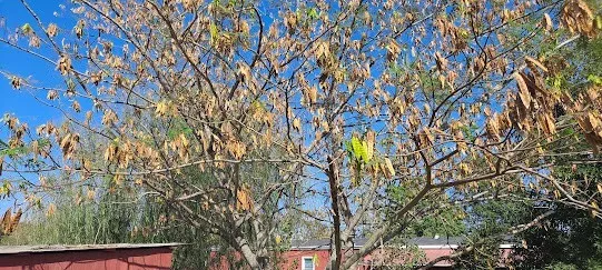 100 Mimosa SEED Tree Persian Silk magnet to hummingbirds, bees and butterflies.