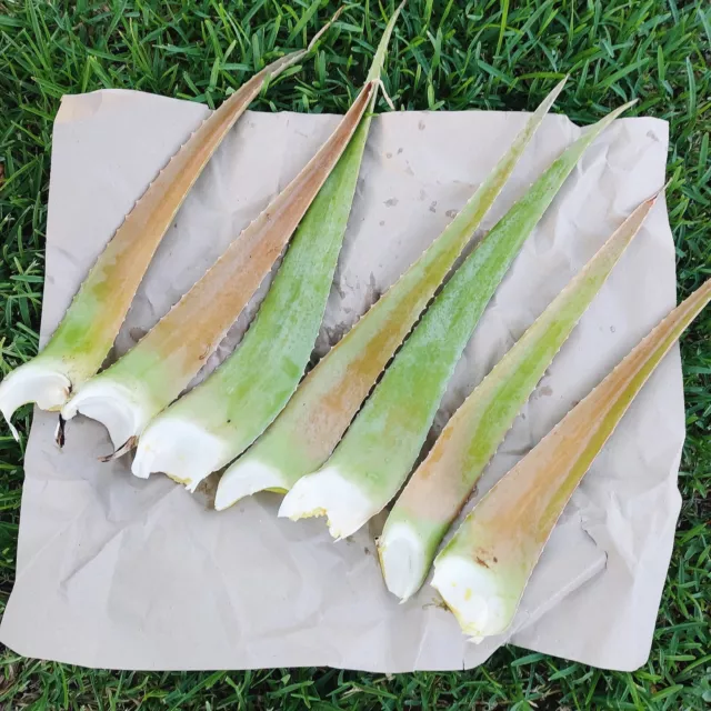 Aloe vera Barbadensis Fresh Leaves 2 kg. Aloe gel, skin care. BIO Beauty product