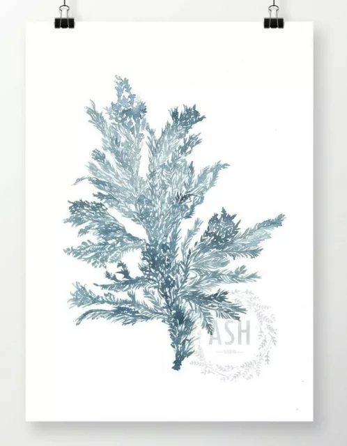 SEA FERN IV Watercolour Coastal Art Print Hamptons Nautical Beach Coral Painting