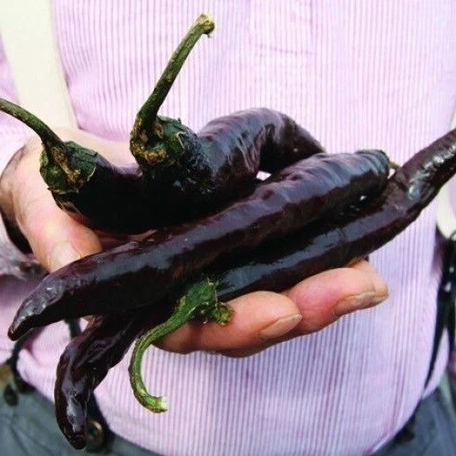 Plantel Pimiento Picante Guindilla Vasca Natural (1 O 6 Unidades - Foto 10