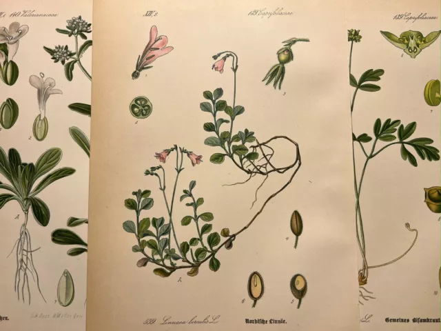 Illustration 1886 Pictures Lithograph Flora Botanica Flower Plant Fruits Antique