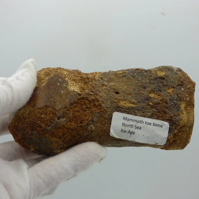 Fossil Wooly Mammoth Toe Bone Ice Age Prehistoric North Sea + Display Stand