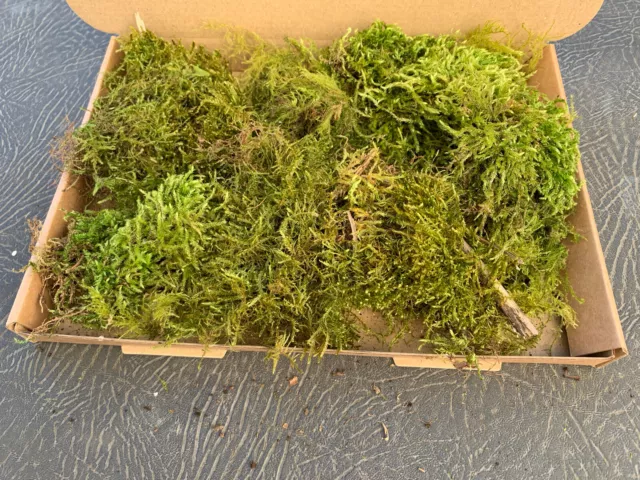 2 Bags 8L Fresh Green Feather Sphagnum Moss For Bulb Plants Pots