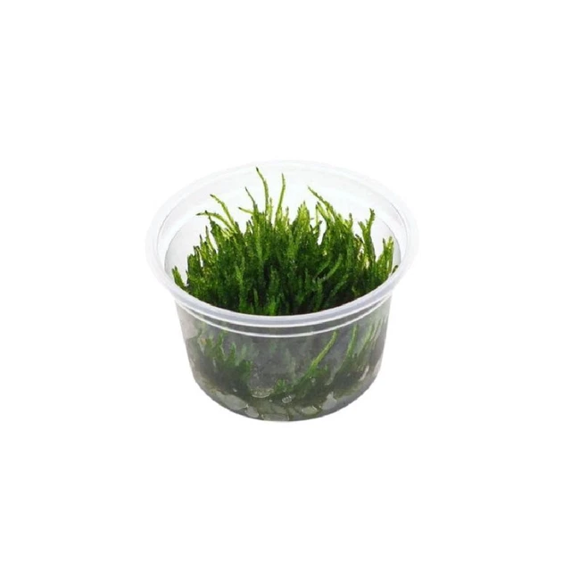 Aquarium Pflanze In Vitro 1 Moos Vesicularia ferriei 'Weeping' Christmas 003B TC