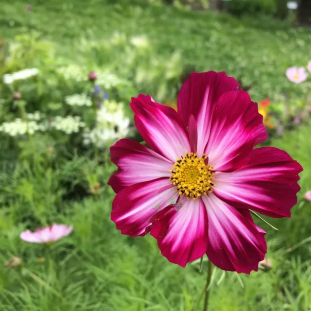 Schmuckkörbchen Cosmos bipinnatus Kosmee Cosmea tolle Farbmischung Bauerngarten 2