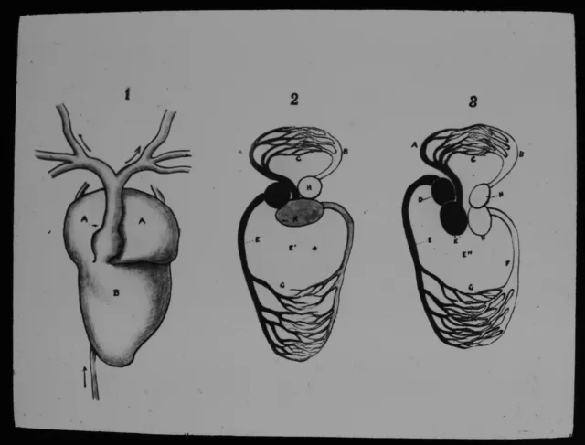ANTIQUE Magic Lantern Slide LIFE OF A FROG NO10 C1890 INTERNAL ORGANS