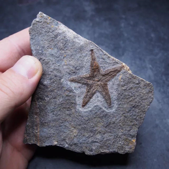 396gr Starfish Ophiura sp. Fossil Morocco Ordovician