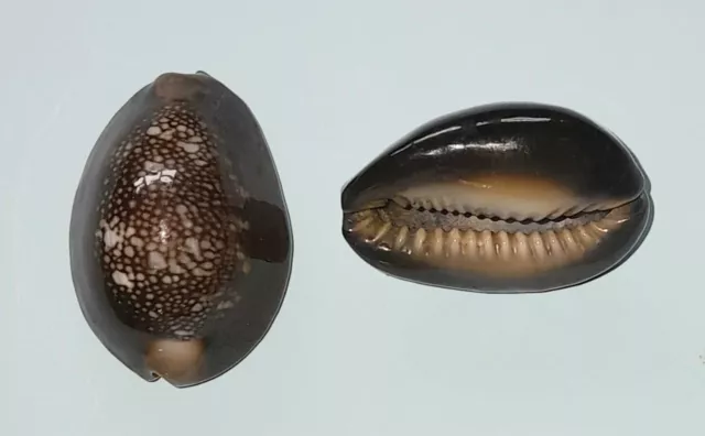 35.5 mm Cypraea Erosaria caput serpentis. Serpent head cowrie shell collectable.