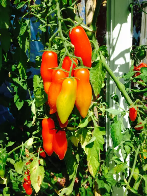 Mini San Marzano Tomato 20 Seeds - Limited Supply - Comb. S/H See our store!