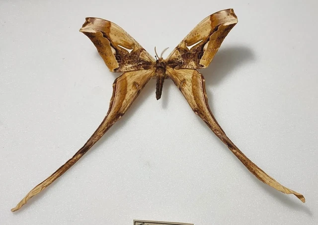 Copiopteryx derceto male - Brésil -