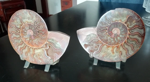 Conchiglia ammonite fossile due pezzi con sostegno in plastica