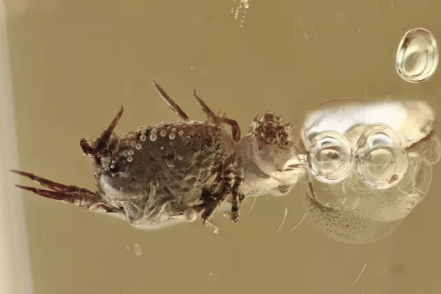 Nice SPRINGTAIL & BUBBLES Collembola Fossil Genuine BALTIC AMBER + HQ Pic 220419