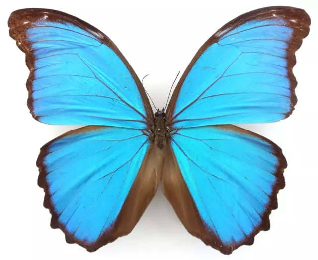 Morpho Menelaus Pucalpensis Male From Pucalpa, Ucayali, Peru