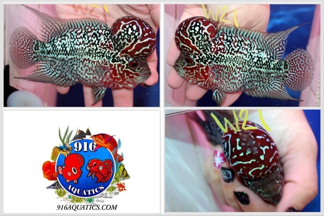 3.5 Inch High Grade Super Red Dragon Live Flowerhorn #W21