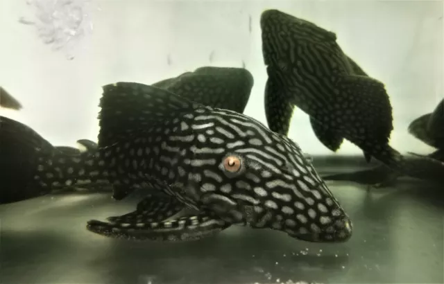 L330 Watermelon Spotted Royal Panaque Pleco