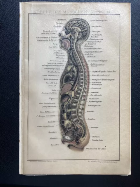 antike Grafik Medizin / Anatomie: Körper des Menschen um 1900 2