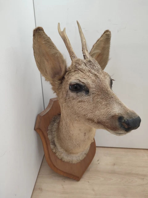 Tête De Chevreuil Naturalisée (taxidermie) - Décoration Murale