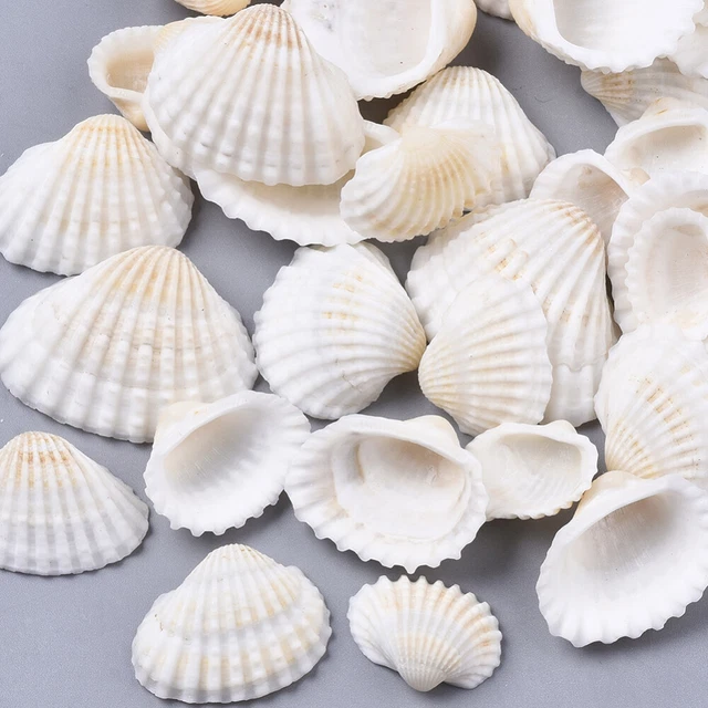 500g Natural Scallop Shell Beads Undrilled/No Hole Undyed for DIY Home Decor