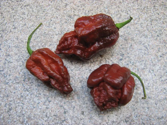 Brazilian Ghost Pepper 10 Samen Chili Chilisamen 3