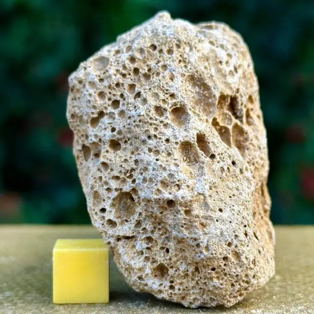 Jurassic Coral Fossil from Wiltshire, UK - Genuine Fossils for Sale