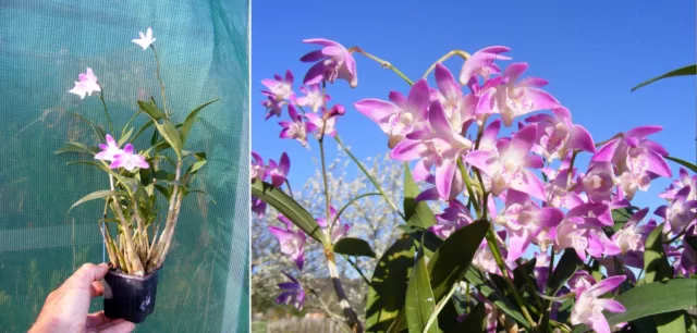 Dendrobium kingianum, orchidée, Orchid