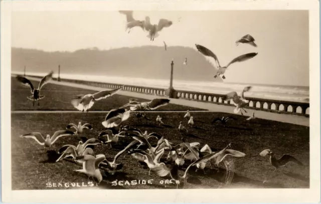 Rppc Seaside Oregon Promenade Seagull Feeding Vintage Real Photo Postcard  H1