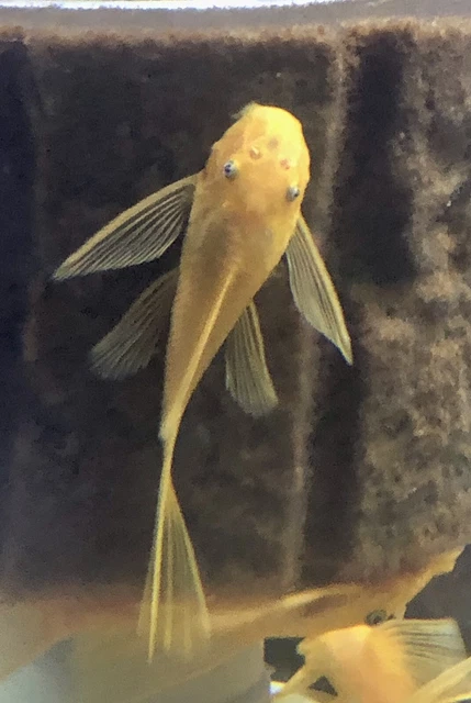4 Pack 1”+ Long Fin L144 Lemon Blue Eye Bristlenose Pleco LF ancistrus SP