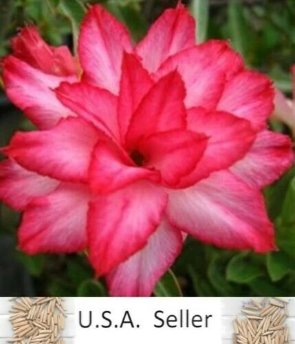 25 Salmon Pink Hibiscus Seeds Flowers Hardy Flower Perennial Bloom Seed