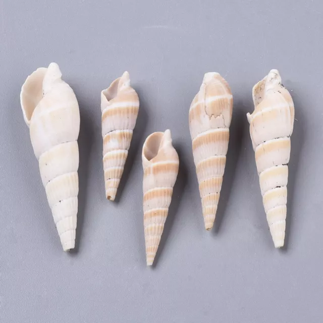 50-60 Spiral Beach Shells Turritella Seashell Wedding Craft Aquarium 19-41mm