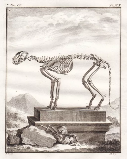 Puma Cougar Raubkatze skeleton Skelett gravure engraving Kupferstich Buffon 1780