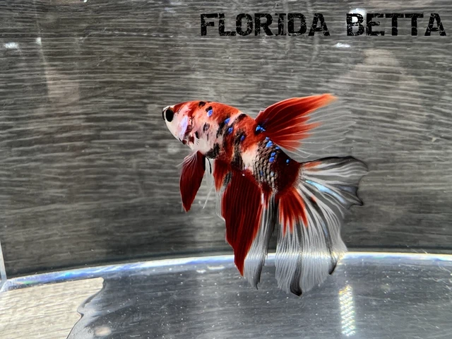 Live Betta Fish BABY FANCY GALAXY KOI HALFMOON (HMPK MALE)-USA Seller A49