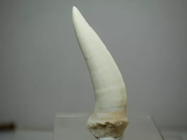 Enchodus lybicus, original fossiler Knochenfisch-Zahn / Dinosaur tooth fossil