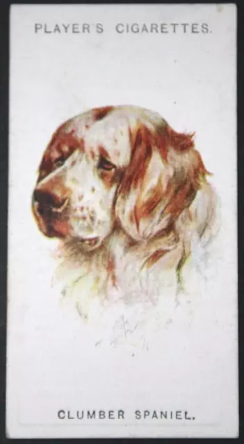 CLUMBER SPANIEL   Vintage 1920's Colour Portrait Card  QC28M
