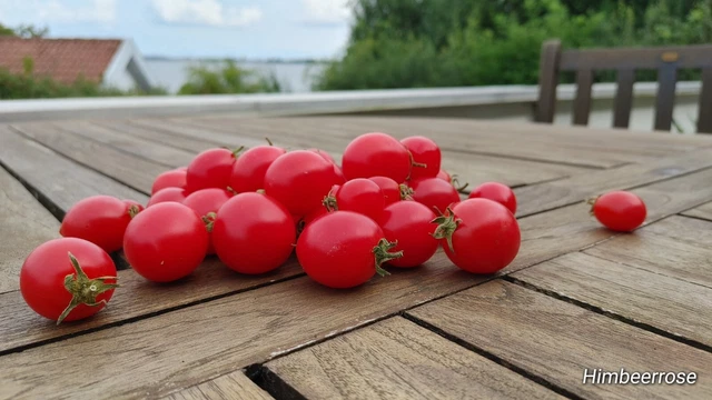 3 PFLANZEN HIMBEERROSE bildet Tomatensamen - ertragreiche Hngetomate,  saftig EUR 19,50 - PicClick DE