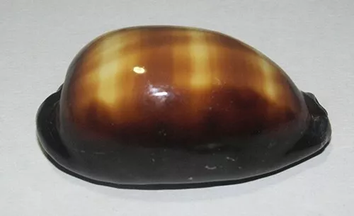 66 mm GREAT PATTERN Cypraea Talpa Cowrie Seashell Racha Island Phuket Thailand